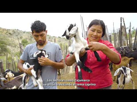 inseminación artificial en Jaén y San Ignacio