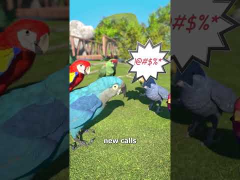 How Wild Birds Learn To Swear 😮