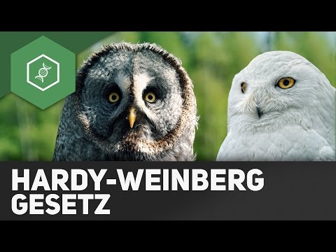 Hardy-Weinberg Law - Evolutionary Factors 4