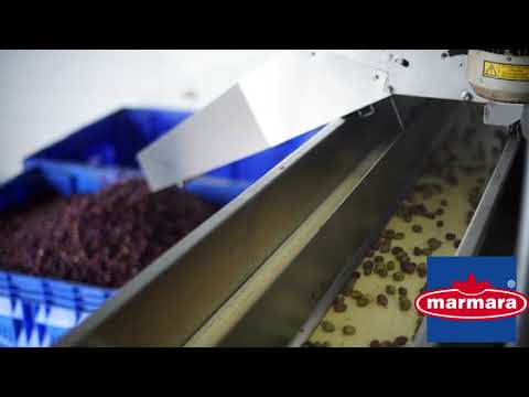 MARMARA Zeytin Uretimi Maroli