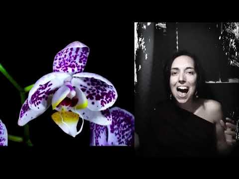 Anteprima video "I Will Never Love Again" su Lyrium