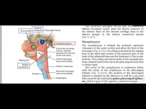 Pharynx constrictors 7