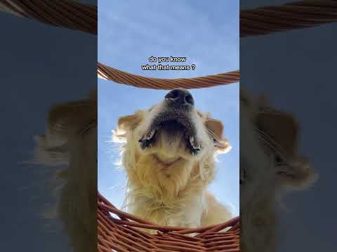 Reel-lationship #dogshorts #youtubedogs #funnydogvideos