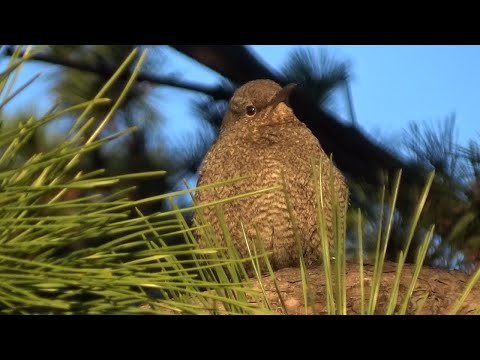 skaliar modrý (Monticola solitarius) — hlas a správanie v prírode