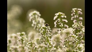 Entre flóres raras -La Unión-