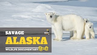 Savage Alaska - North America । हिन्दी डॉक्यूमेंट्री, Wildlife Documentary in hindi