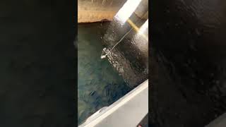 Download lagu Sungai ditengah kota Negara Taiwan nilababon #ikan #mancing #ikannila#ikanmujair mp3 Download lagu Sungai ditengah kota Negara Taiwan nilababon #ikan #mancing #ikannila#ikanmujair mp3