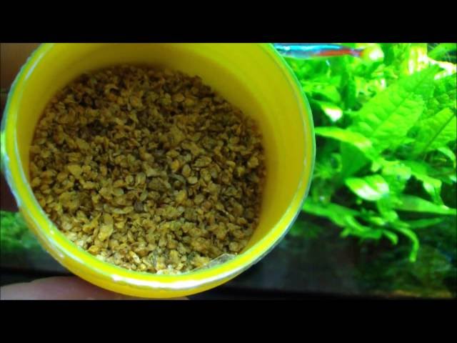 Vídeo relacionado con Daphnia Seca Natural Plantasacuario 100ml, Alimento a Base de Insectos 100% Natural para Peces Rico en proteína y vitaminas