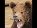 The Bear Roars
