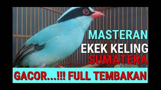 Download lagu MASTERAN/PANCINGAN SUARA BURUNG EKEK KELING SUMATERA GACORR FULL TEMBAKAN mp3 Download lagu MASTERAN/PANCINGAN SUARA BURUNG EKEK KELING SUMATERA GACORR FULL TEMBAKAN mp3