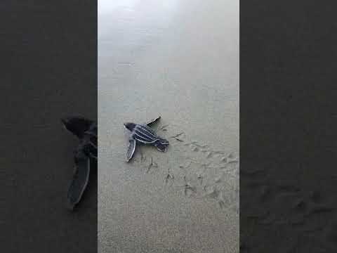 Tortuga Caná, Santuario marino costero, Acandí,  Chocó / (Dermochelys coriacea)