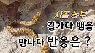 밭에 가는중 뱀을 만났다 시골 농부 반응 ?  밀뱀 독사 꽃뱀