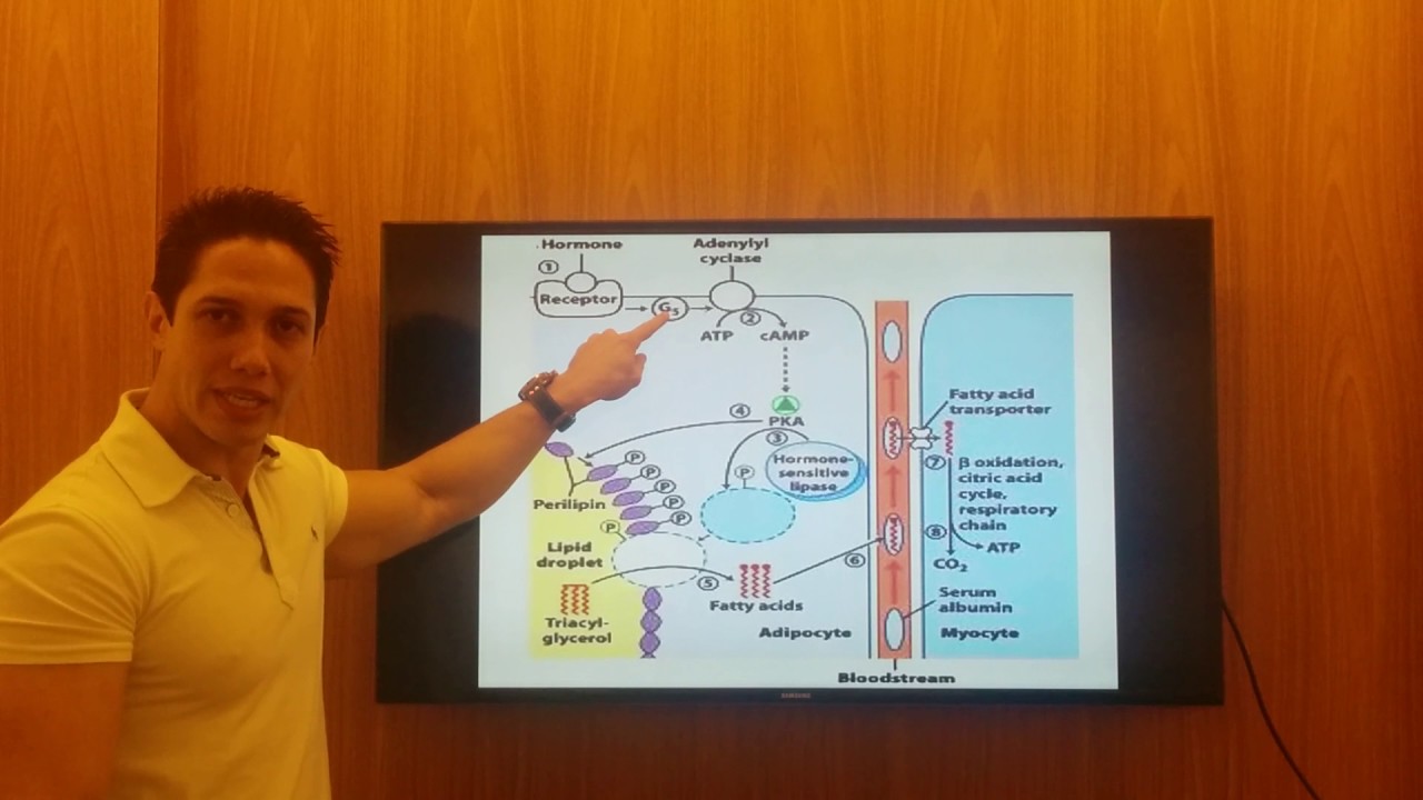 Lipólise e Oxidação de Gorduras
