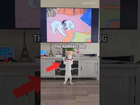 Dalmatian Pup Watches 101 Dalmatians 🥹❤️ #disney #cutedog #funnymoments #viralshorts #fypシ