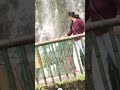 Song Bhojpuri Pink