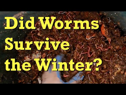 1st check on compost barrel after a cold winter... are there are any worms? - vermicomposting