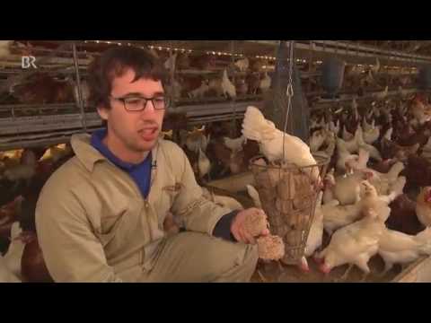27082 economics agriculture BR Beschäftigung für Hühner׃ Picken, Scharren, Eier legen ¦ Unser Land ¦