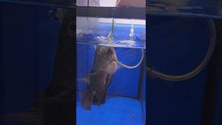 Download lagu Mengecewakan ikan flowerhorn #ikanakuarium #hobiakuarium #penggemarikan mp3 Download lagu Mengecewakan ikan flowerhorn #ikanakuarium #hobiakuarium #penggemarikan mp3