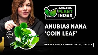 Download lagu Stop Using Basic Anubias! Try This Instead - Anubias Nana 'Coin Leaf ' mp3