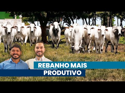 Da indústria à fazenda, a mesma paixão pela pecuária | Noticiário Tortuga
