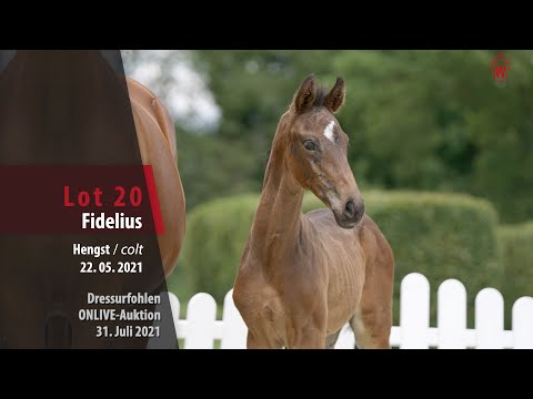 Onlive-Auktion Dressurfohlen Lot 20 Fidelius Hengst v. Fürst Samarant - Fielmann