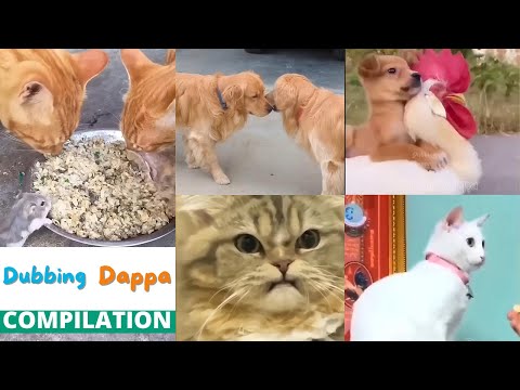 Dubbing Dappa Collections 😊 #funny #comedy #dubbingdappa #cat #dog #elephant #raccoon #pets 