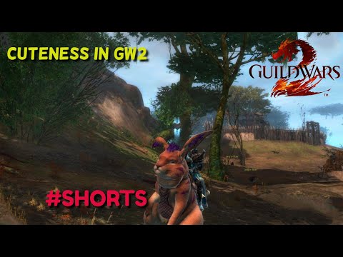 Guild Wars 2 | Cuteness of GW2 | #SHORTS