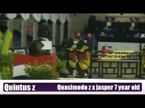 quintus z (quasimodo z x jasper) 7 year old