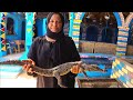 Crocodile Pets Nubian Village Aswan Egypt