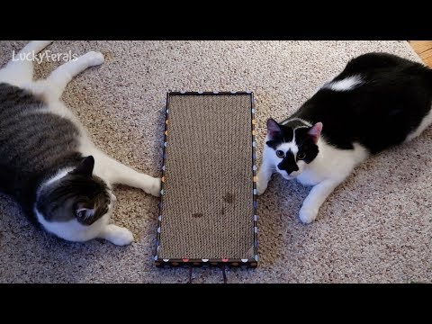 Cats React To Catnip On The Cat Scratcher
