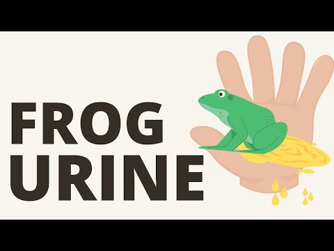 Is Frog Pee Dangerous