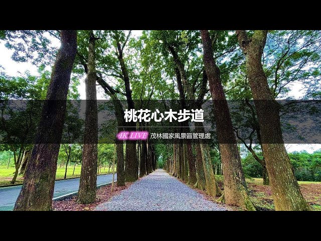 【茂林國家風景區4K直播】－ 桃花心木步道即時影像 4K Live Maolin-nsa cctv 監視器 即時交通資訊