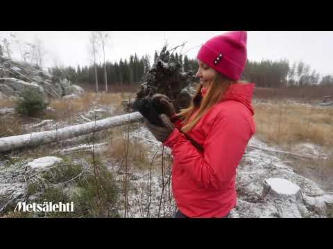 Riittääkö luontaisesti syntynyt taimikko | Metsälehti