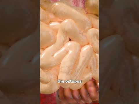 Swallowing An Octopus? 😨💥