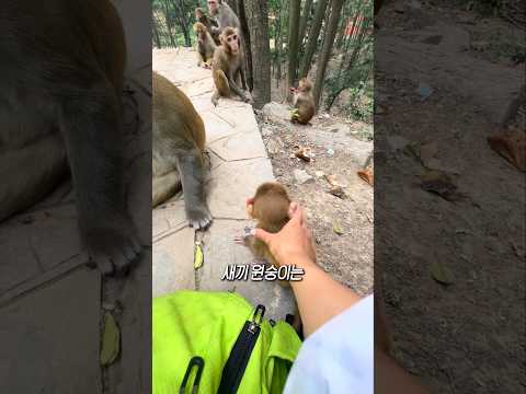 원숭이와 바나나의 상관관계