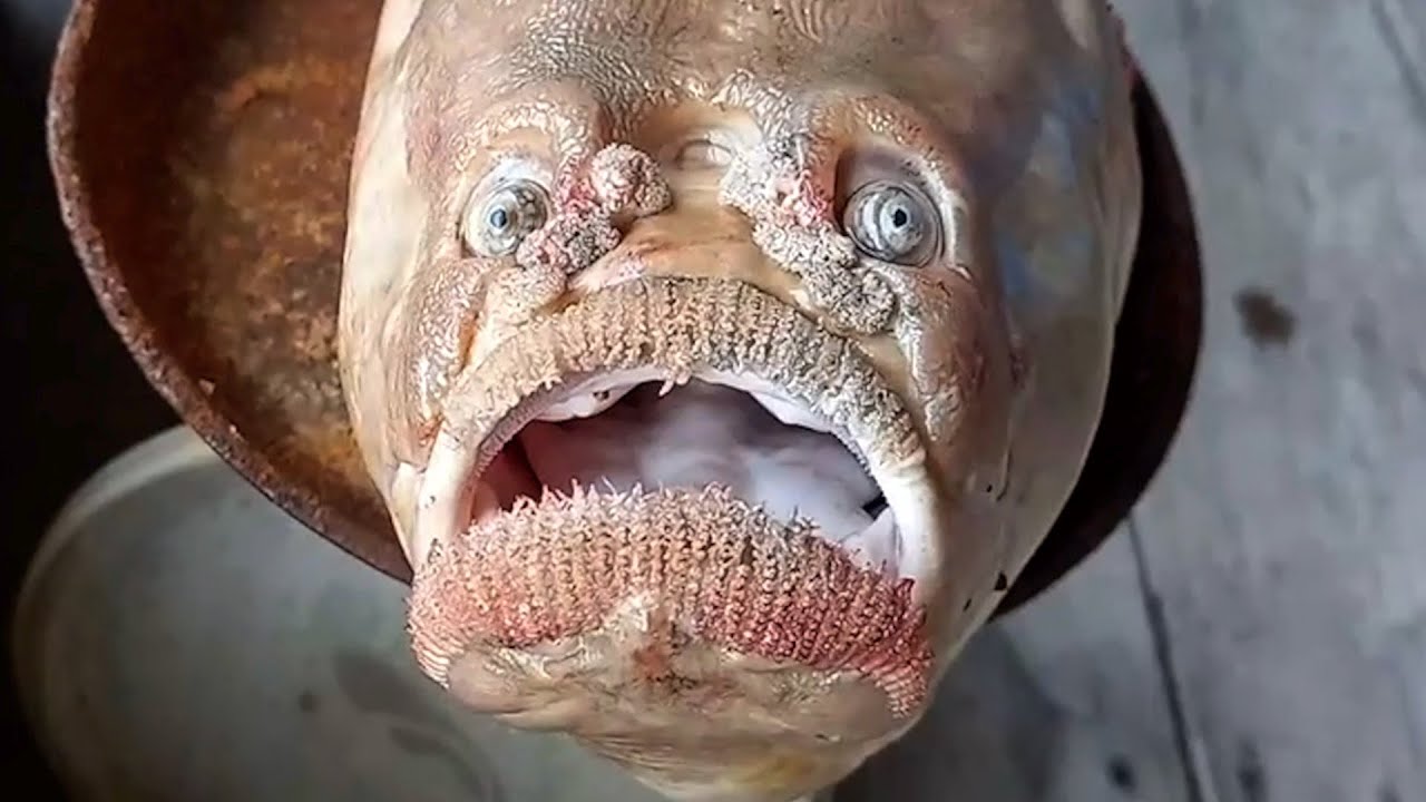 Top 10 Cosas Escalofriantes Encontradas En Ríos