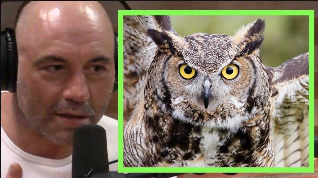 Joe Rogan | Owls Are RUTHLESS