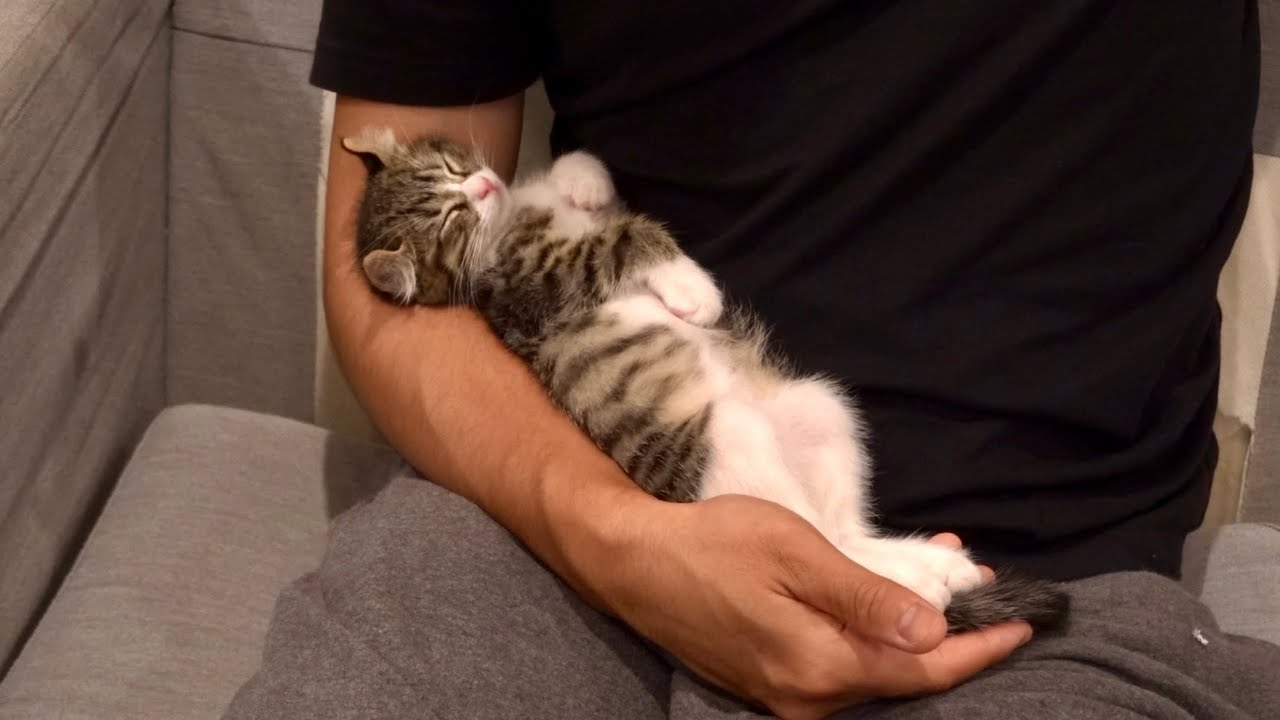 遊び疲れ果て、父ちゃんの腕の中で寝落ちした子猫