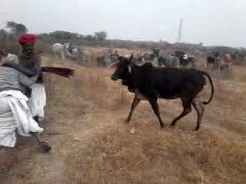 Gau Mata kakmal