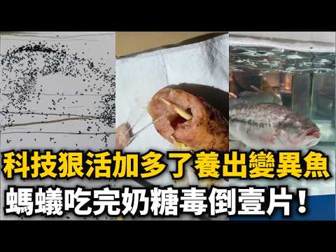 Technological innovations are becoming increasingly sophisticated! They're creating mutant fish! ...