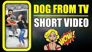 Which Dog is your favourite  🐶 | Funny Family Video  | Harpreet SDC