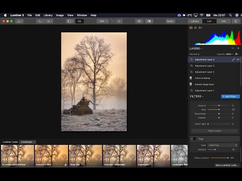 Behind the Picture: Trunk and Tree