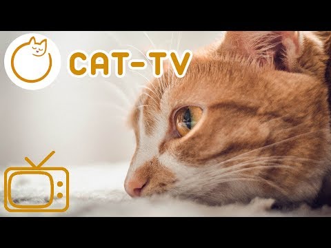 CAT-TV - Leave this on whilst your cats alone!