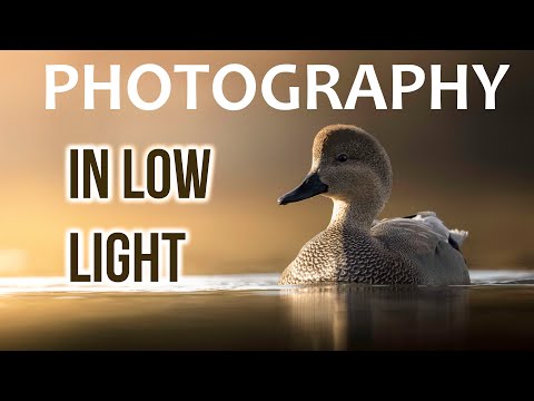 LOW LIGHT AND HIGH ISO PHOTOGRAPHY: Do what the best low light photographers do!