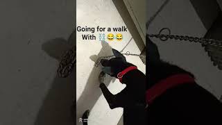 Download lagu Romy going for walk with chainπΆπ§Ώ #dog #dogshorts #pets #ytshorts #shorts #trending #viral mp3 Download lagu Romy going for walk with chainπΆπ§Ώ #dog #dogshorts #pets #ytshorts #shorts #trending #viral mp3