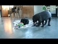 Cane Corso dogs for sale: Maggie - Video 1