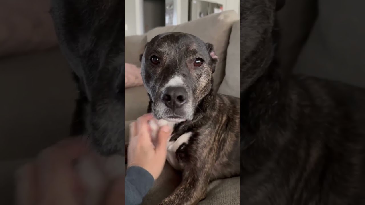 Enlarge Paris, a Adoptable mixed breed in Waxhaw, NC video 6/6