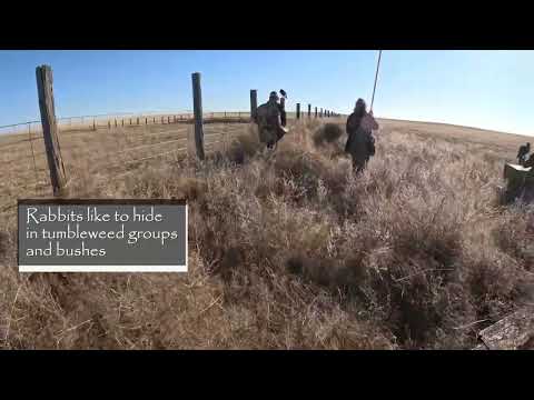 NAFA Meet 2024 Liberal, Kansas (North American Falconers Association)