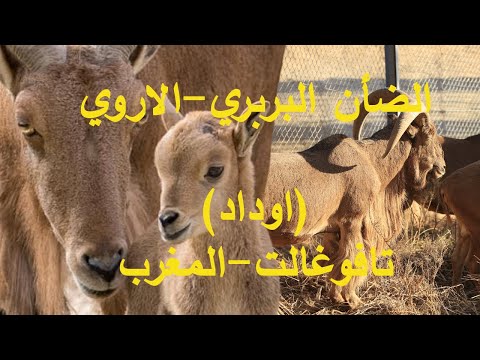 , title : 'Mouflonالاروي بمحمية تافوغالت'