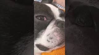 【超可愛い】我が家の愛犬、新しいベッドでぐっすり！#shorts　　　　　　　　　　　 "【So Cute】Our Dog's Sound Sleep in New Bed!"